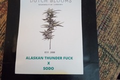Vente: Dutch Blooms