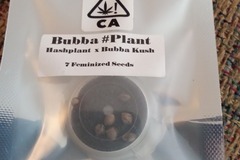 Vente: CSI Humboldt- Bubba #Plant