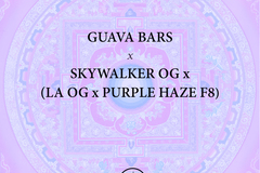 Venta: Guava Bars x Pagoda Kush - 1/1 Limited Release - Bloom