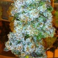 Vente: Top Dawg Seeds – Tres Kush
