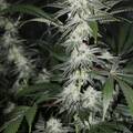 Vente: Top Dawg Seeds – White Star Dawg