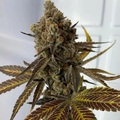 Sell: Top Dawg Seeds – Stardawg IX
