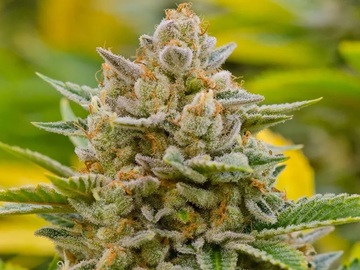 Vente: Top Dawg Seeds – White Guava