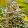 Vente: Top Dawg Seeds – White Guava