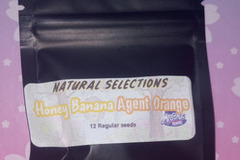 Sell: Honey Banana x Agent Orange (Natural Selections) Masonic Seeds