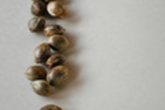 Vente: Brand New! Humboldt Seed Company DONUTZ - FEM Seeds (12pk+2FREE!)