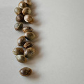 Vente: Brand New! Humboldt Seed Company DONUTZ - FEM Seeds (12pk+2FREE!)