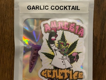 Amnesia Genetics - Casey Jones BX F2 x Garlic Cocktail