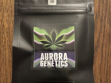 Venta: Aurora Genetics - Grizzly Peak F1