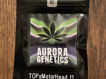 Aurora Genetics - Taylor of Panama x Motorhead