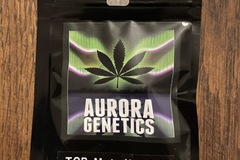 Venta: Aurora Genetics - Taylor of Panama x Motorhead
