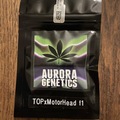 Sell: Aurora Genetics - Taylor of Panama x Motorhead