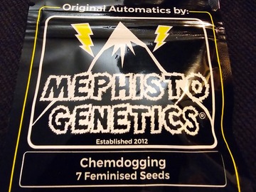 Venta: Mephisto Genetics Chemdogging 7 Pack