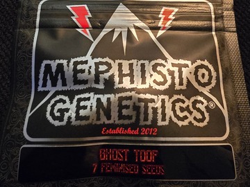 Venta: Mephisto Genetics Ghost Toof 7 Pack