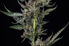 Vente: Notorious TH* Seeds FEM Humboldt Seed Company (12pk +2 FREE!)