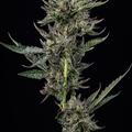 Vente: Notorious TH* Seeds FEM Humboldt Seed Company (12pk +2 FREE!)