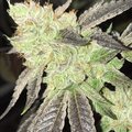 Vente: Greenline Seed Co. – Cherry Animal Cookies