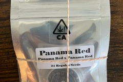 Vente: Panama Red IBL from CSI Humboldt