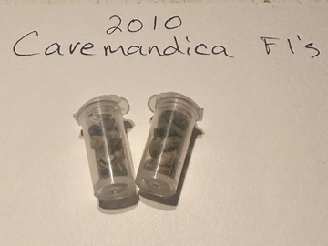 Sell: 2010 Cavemandica F1’s pack of 10