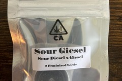 Vente: Sour Giesel from CSI Humboldt