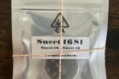 Venta: Sweet 16 S1 from CSI Humboldt