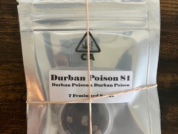 Sell: Durban Poison S1 from CSI Humboldt