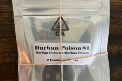 Vente: Durban Poison S1 from CSI Humboldt
