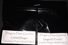 Venta: Celestial Dragon regulars by Dragon Flame Genetics