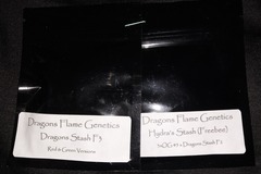 Sell: Dragons Stash f3 regular seeds by Dragons Flame Genetics