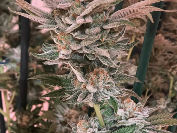 Sell: Red-Eyed Genetics - Dawg LB Cookies