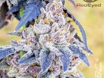 Sell: Red-Eyed Genetics - DNLD Cookies