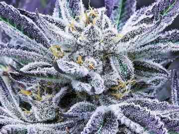 Vente: Sin City Seeds – Modified Mints Cookies