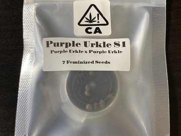 Sell: CSI Purple Urkle S1