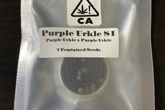 Vente: CSI Purple Urkle S1