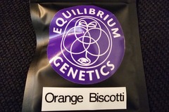 Vente: Equilibrium Genetics Orange Biscotti 8 pack