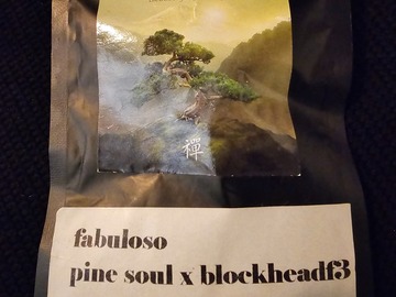 Vente: Zenetix Fabuloso Pine Soul x Blockhead F3 11+ pack
