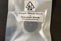 Vente: CSI Purple Hindu Kush x Triangle Kush