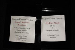 Vente: Dragons Macberry Moonshine 10 R seeds by Dragons Flame Genetics