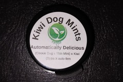 Venta: Kiwi Dog Mints Auto, 3 seeds by Automatically Delicious