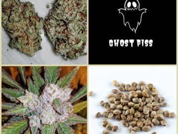 Vente: Ghost Piss Collection -11 Packs 126 Seeds