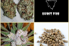 Sell: Ghost Piss Collection -11 Packs 126 Seeds