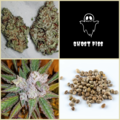 Vente: Ghost Piss Collection -11 Packs 126 Seeds