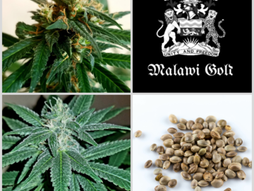 Auction: Auction - Malawi Gold Collection - 3 Packs - 36 Seeds