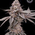 Vente: Clearwater Genetics – Mochisicle