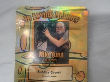 Sell: BUDDAH ORIGINAL  CHEESE   collector pack