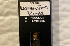 Sell: Lemon Fire Runtz from Relentless