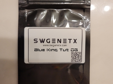 Subastas: Auction - Blue King Tut OG - 12 Regs