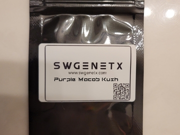Vente: Purple Macob Kush - 12 Regs