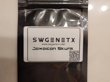 Vente: SALE - Jamaican Skunk (Skunk Cookies x Jamaican) - 12 Regs