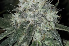 Venta: Sour Power OG #1 x Superboof 10+ feminized